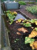 Delivery on a very wet day on the allotments